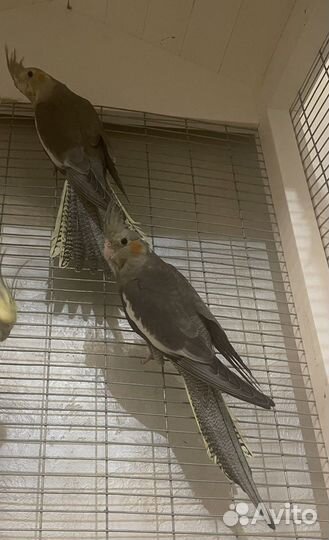 Корелла птенец