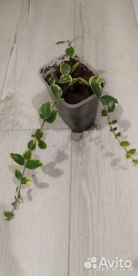 Барвинок вариегатный