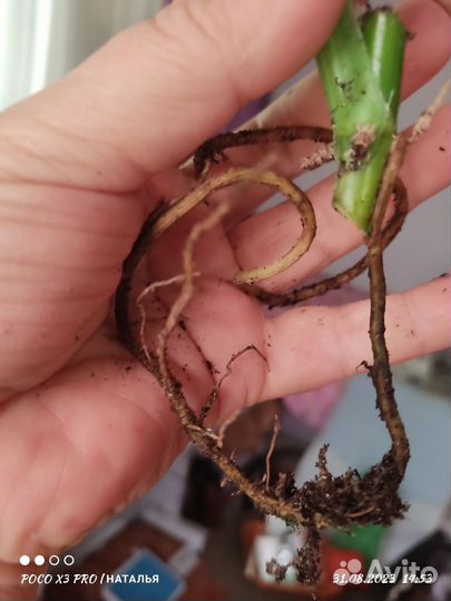 Сингониум чиапенсе