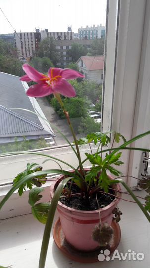 Кактусы взрослые и детки, амарилисы