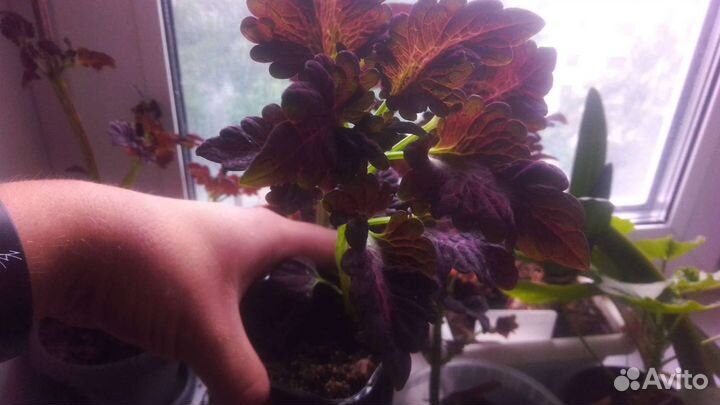 Колеус Блюме