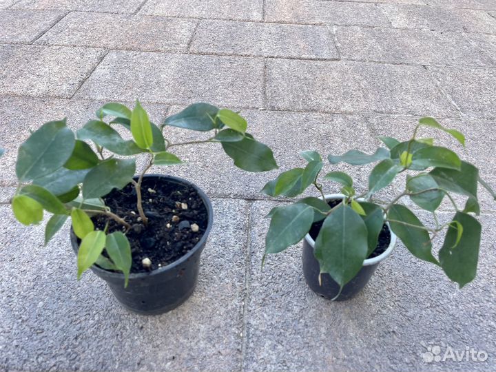 Фикус Вианди (Ficus Wiandi)