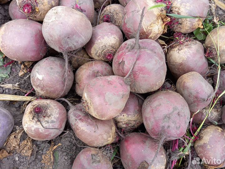 Корма для животных крупная свекла