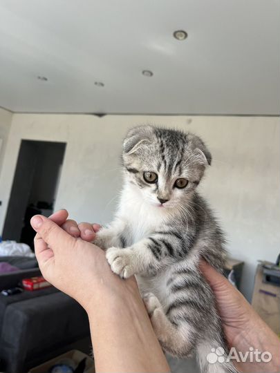 Шотландская