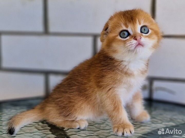 Шотландская