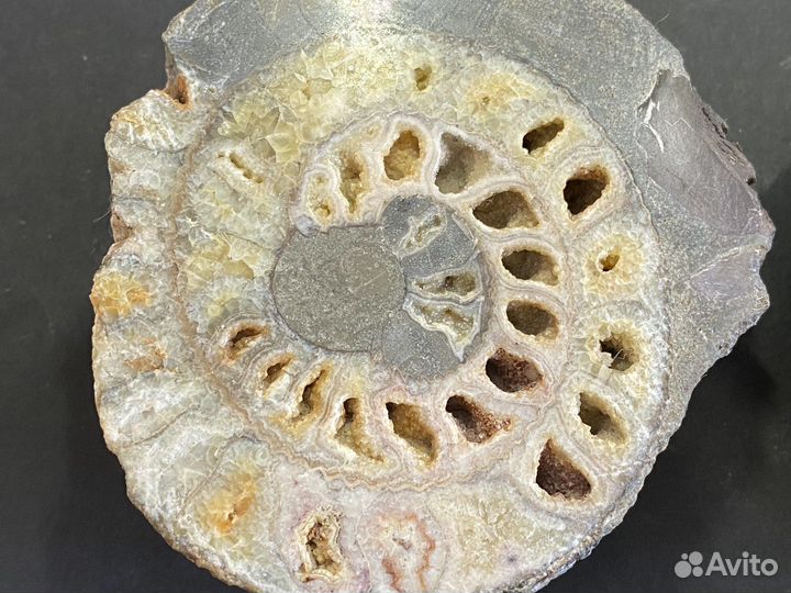Аммонит редкий 8,4*7,7 см окаменелость минерал