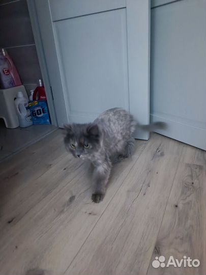 Кошка в дар бесплатно