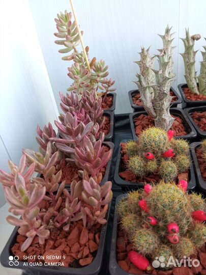 Суккуленты