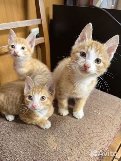 Котята рыжики бесплатно