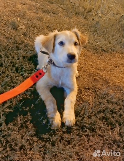 Щенки бесплатно