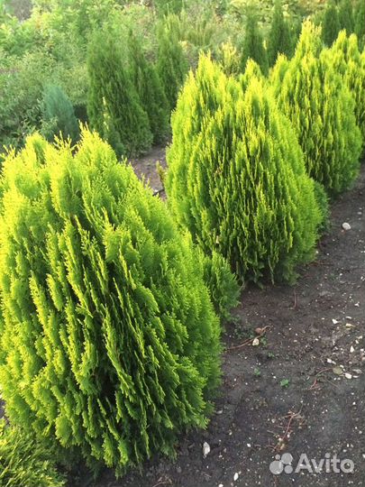 Туя Восточная Аурея Нана золотистая