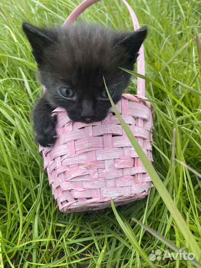 Котята ищут дом