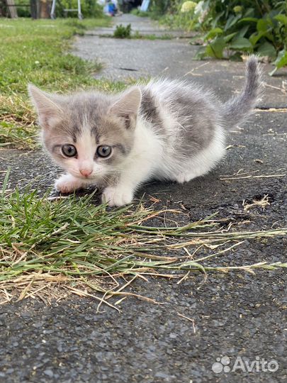 Котята в добрые руки даром