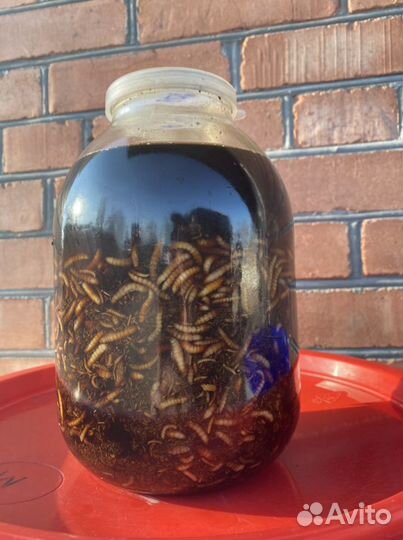 Восковая моль