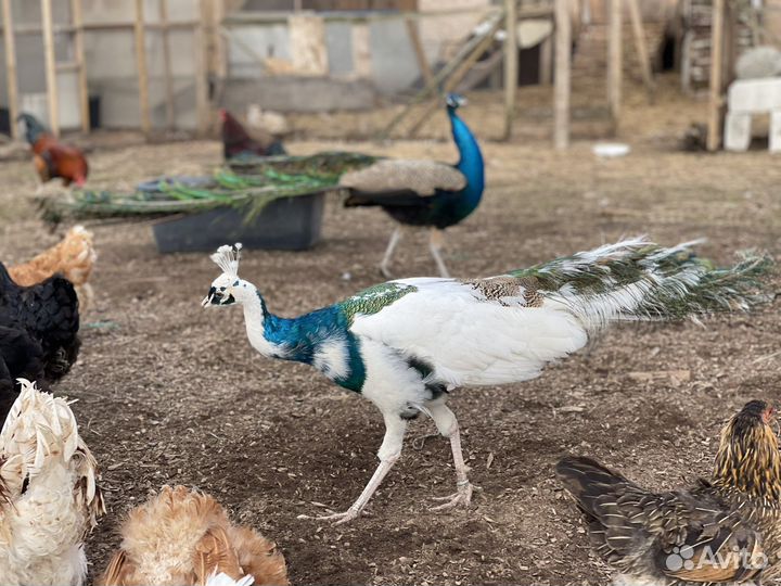 Павлин павлинята инкубационные яйца птицы