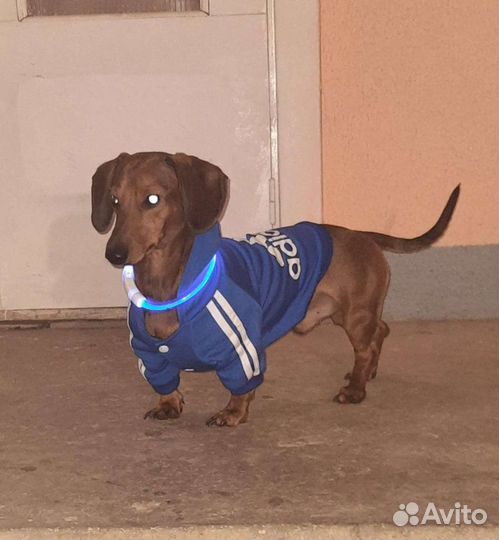 Домашние животные собаки
