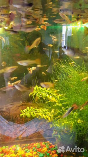 Рыбки гуппи