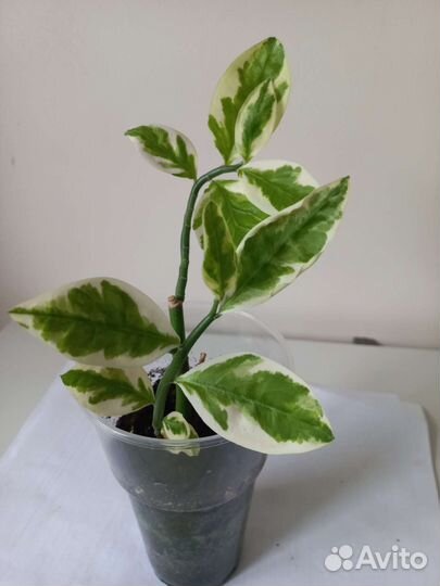 Педилантус