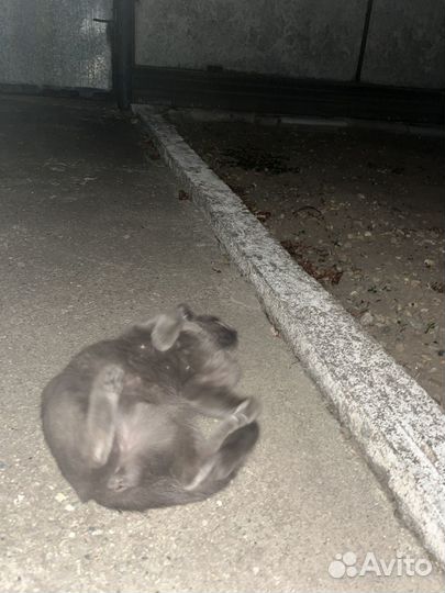 Британочка в добрые руки