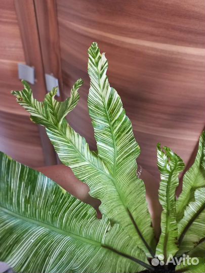 Папоротник асплениум вариегатный