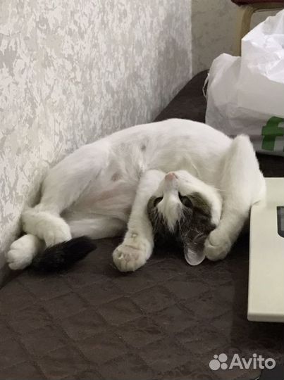 Кошечка в добрые руки