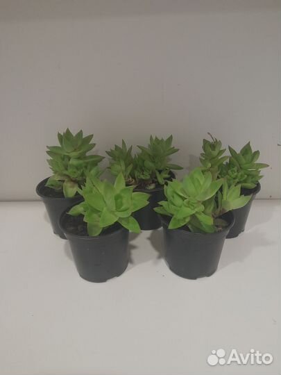 Суккуленты