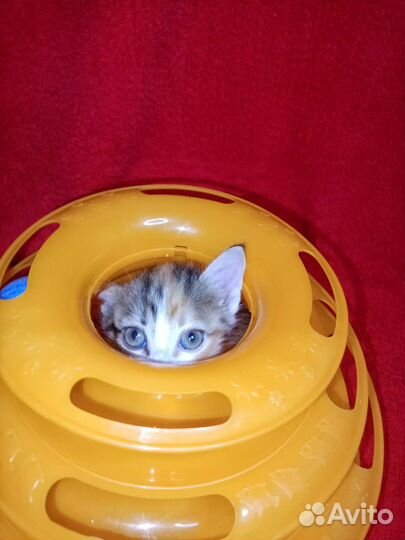 Трехцветный котенок девочка