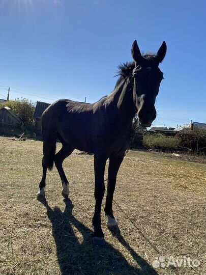 Продам лошадь