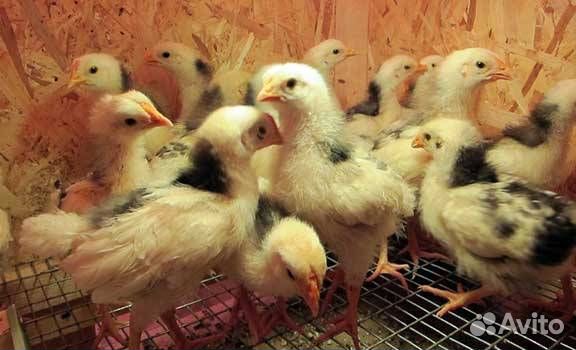 Пушкинские куры-несушки, яйцо инкуб., цыплята