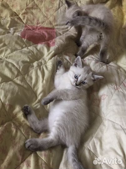 Тайские котята