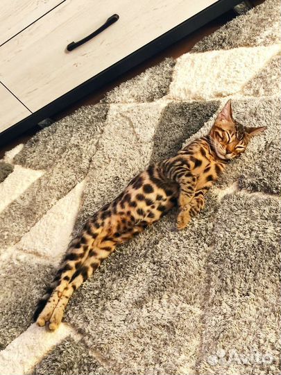 Бенгальский кот вязка