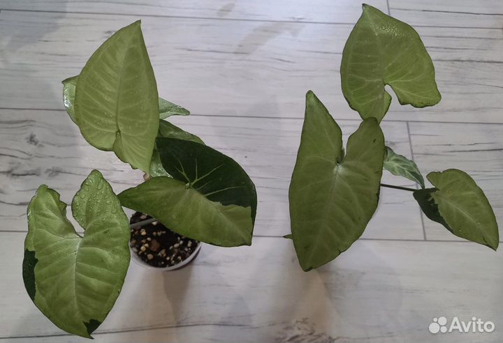 Сингониум разные