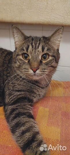 Котик (ласковый)