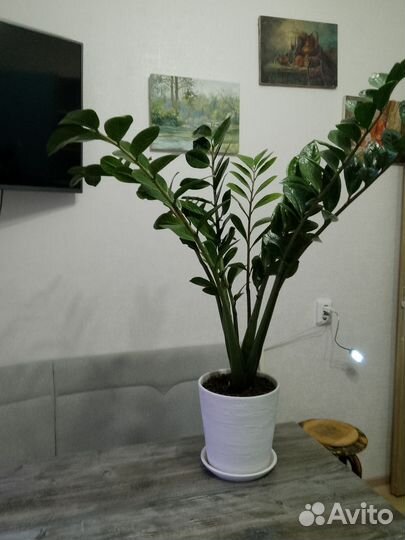 Замиокулькас