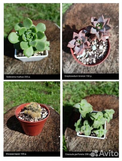 Суккуленты