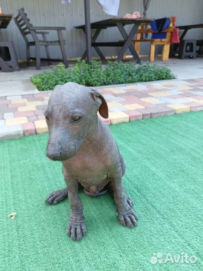 Лысый друг, ксоло