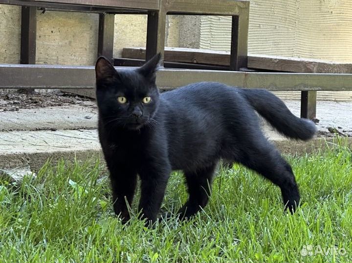 Котята