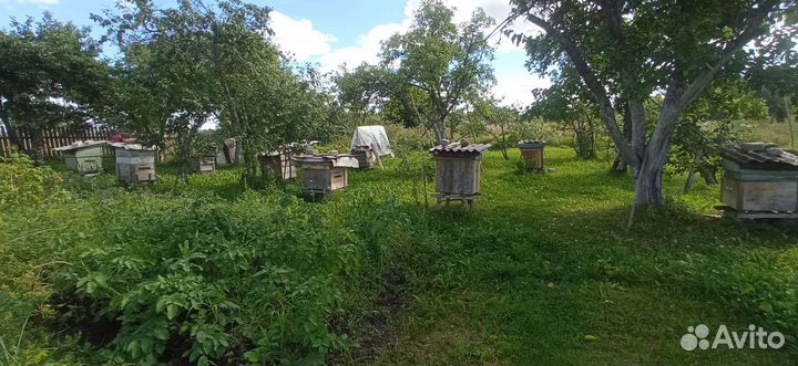 Мед с личной деревенской пасеки