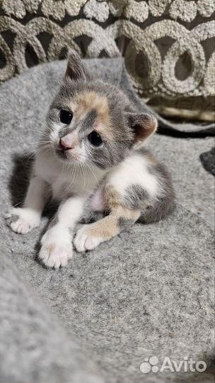 Очаровательные котята в добрые руки