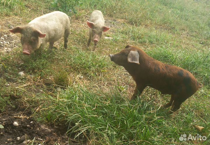 Поросята