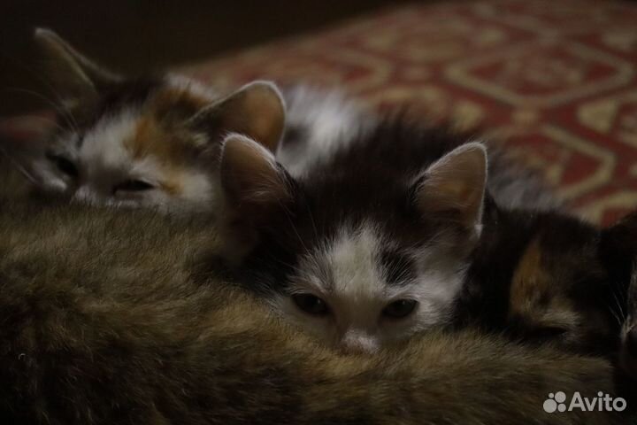 Милейшие котятки