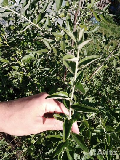 Лох узколистный (Джида)