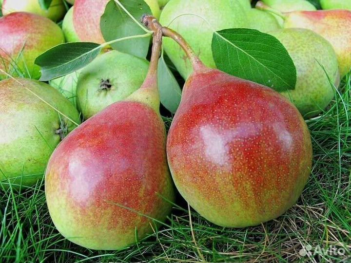 Саженцы Груши разных сортов