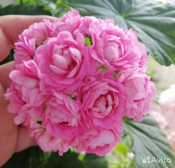 Пеларгония герань Анита