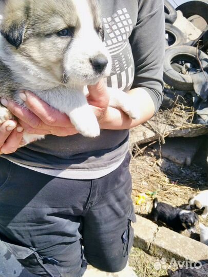 Чудо малыши в добрые руки
