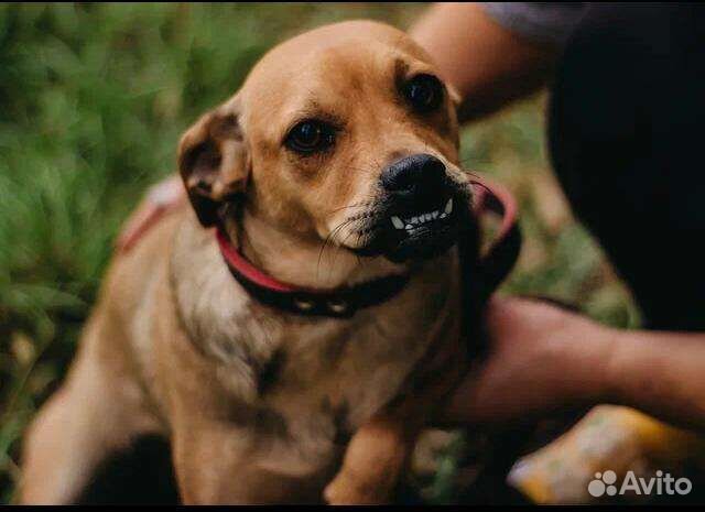 Крошка зубастик 7 кг в поисках дома