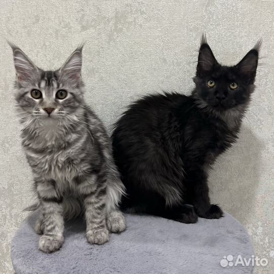 Котята мейн-кун