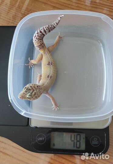 Продаются самки эублефара