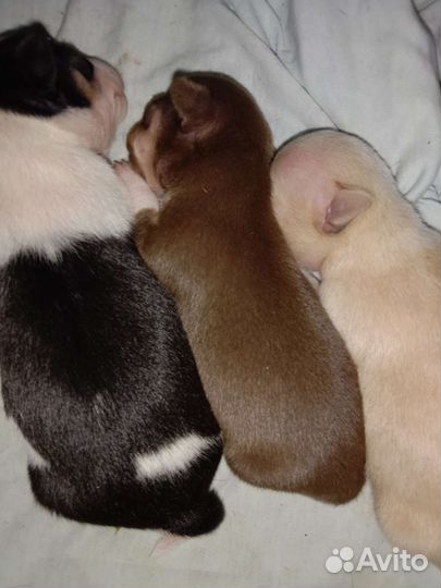 Вязка кобель чихуахуа