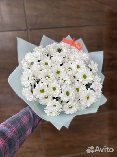 Хризантема кустовая ромашковая